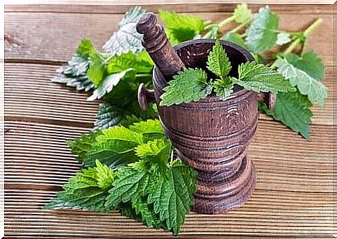 Nettle for neck pain