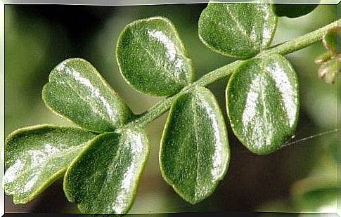 Croton guatemalensis