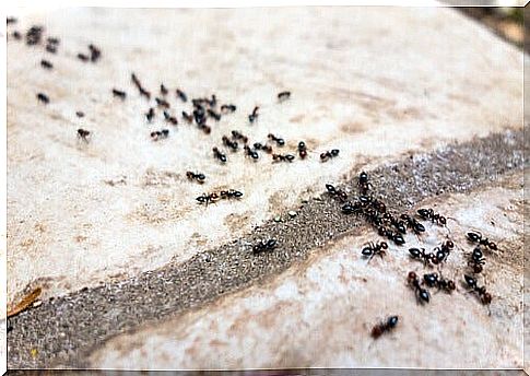 6 effective and natural ant removers