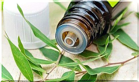 Essential tea tree oil