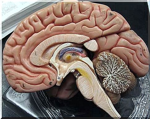 A model of the interior of the brain