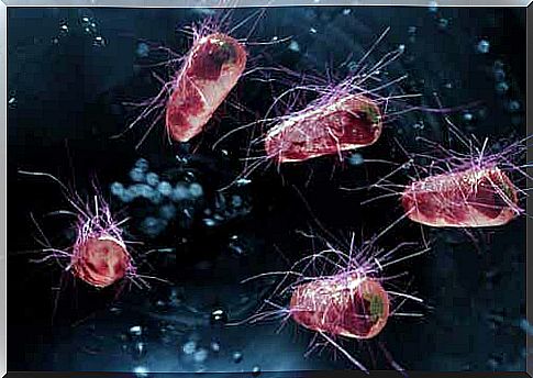 Bacteria