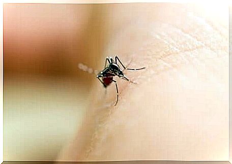 Mosquitoes that sting a person's skin.