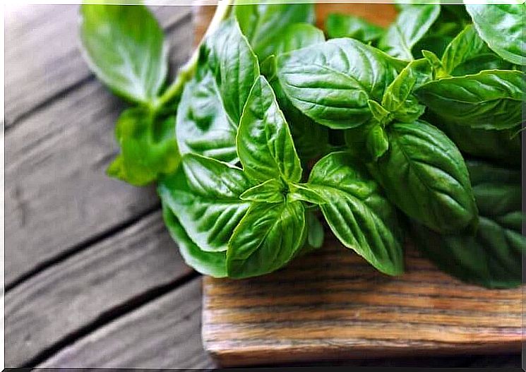 Basil