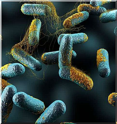 Honey and babies: An enlargement of the bacterium that causes botulism.