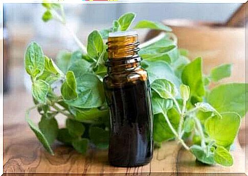 Oregano oil