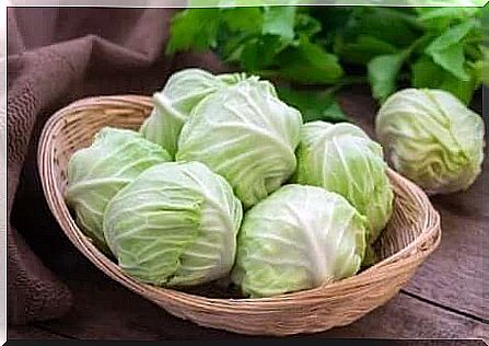 Cabbage heads lying in a basket.