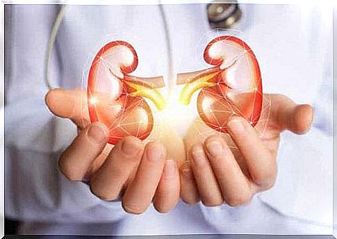 A digital image of a pair of kidneys in the hands of doctors.