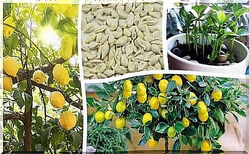 Learn how to grow a lemon tree from seed