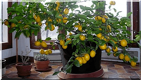 lemon tree