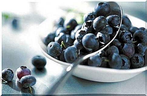 Learn how to grow blueberries at home