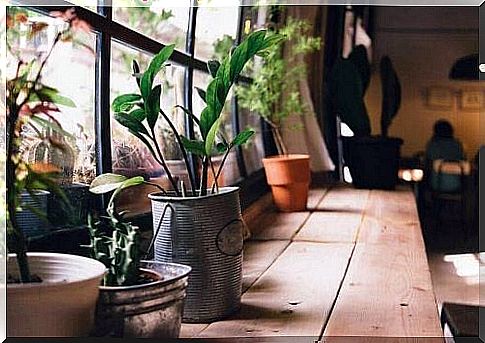 Plant holders in the window