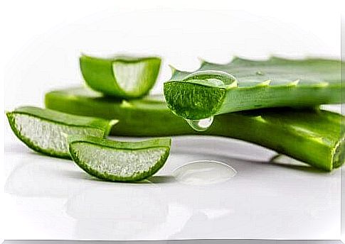 Aloe vera