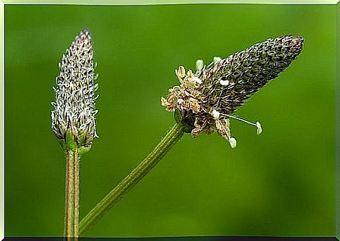 plantago