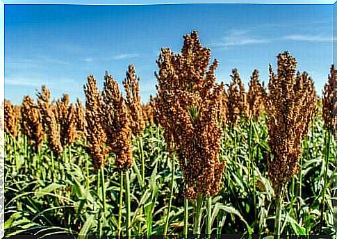 The benefits of sorghum in the diet and how to use it