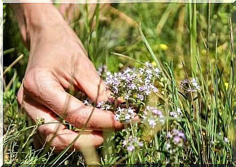 The benefits of thyme: Learn how to use it