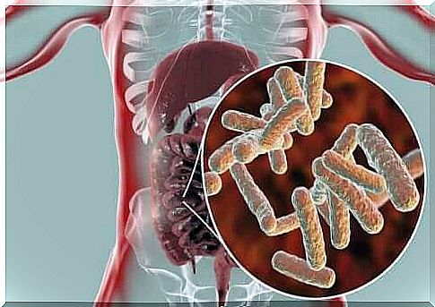 Intestinal bacteria